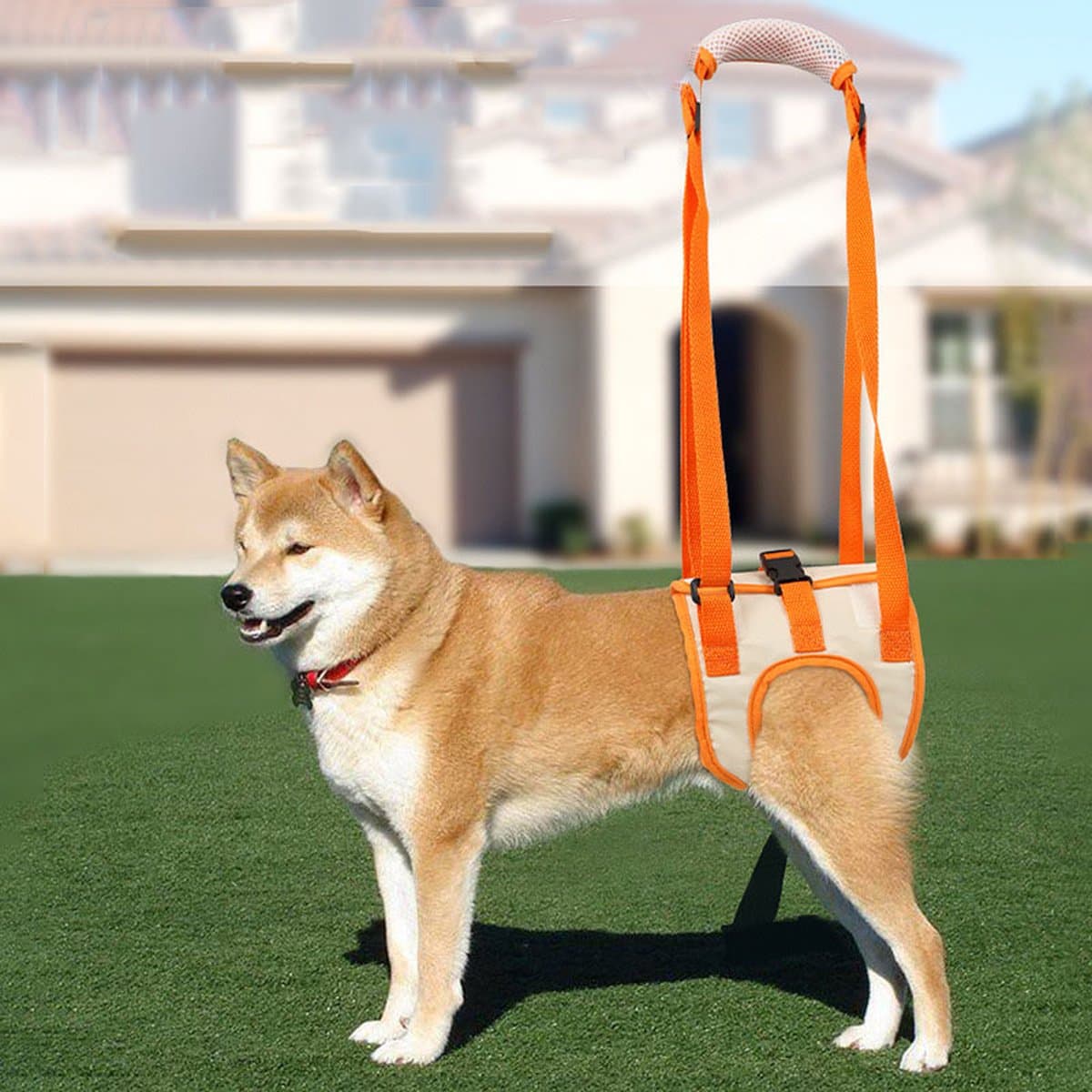 Dog wearing the orange rear support sling with the padded handle raised